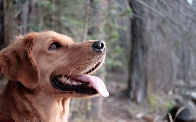 Your stay in a wellness hotel with your dog in South Tyrol Your stay in a wellness hotel with your dog in South Tyrol