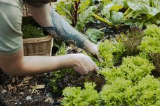 Hotel Der Waldhof Hotel Der Waldhof