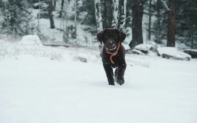 Your stay in a wellness hotel with your dog in South Tyrol Your stay in a wellness hotel with your dog in South Tyrol
